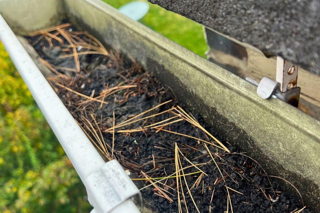 Clogged gutter filled with pine needles and debris showing buildup that can cause water overflow